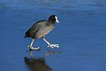 Old ___ (Coot)