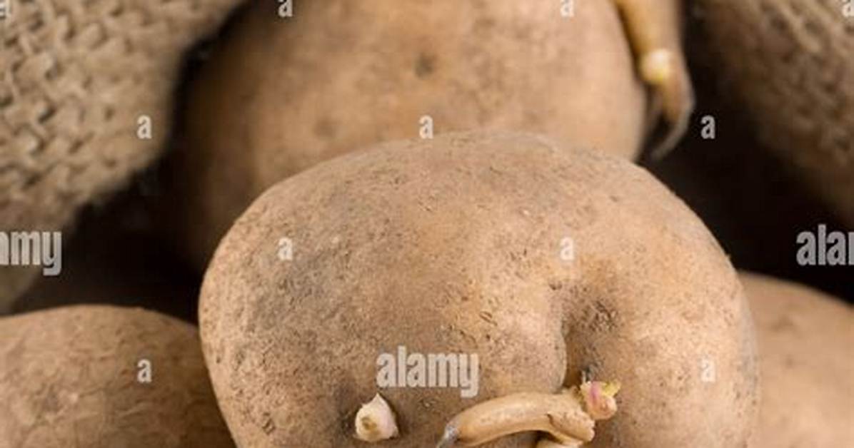 Old Potatoes