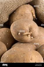 Old Potatoes
