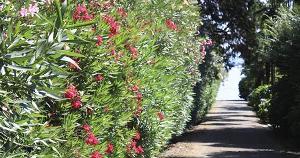 Oleander Hedge