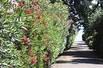 Oleander Hedge