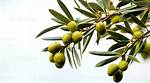 Olive Tree Branch