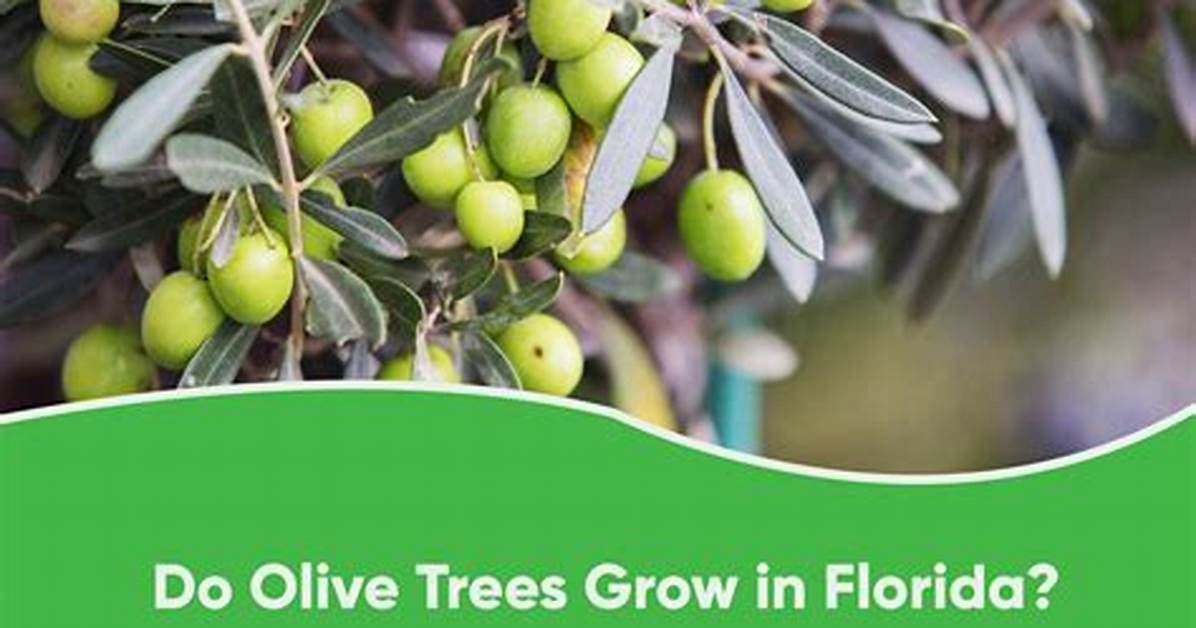 Olive Tree Florida