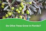 Olive Tree Florida