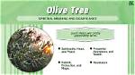 Olive Tree Meaning