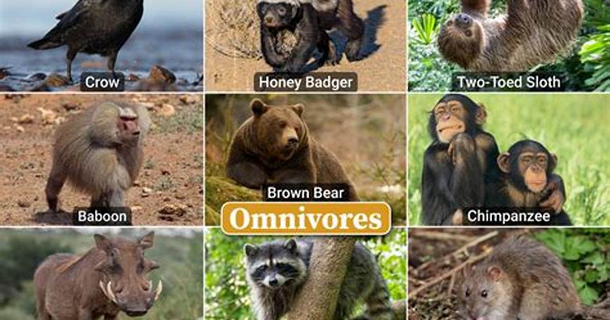 Omnivore Examples