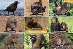 Omnivore Examples