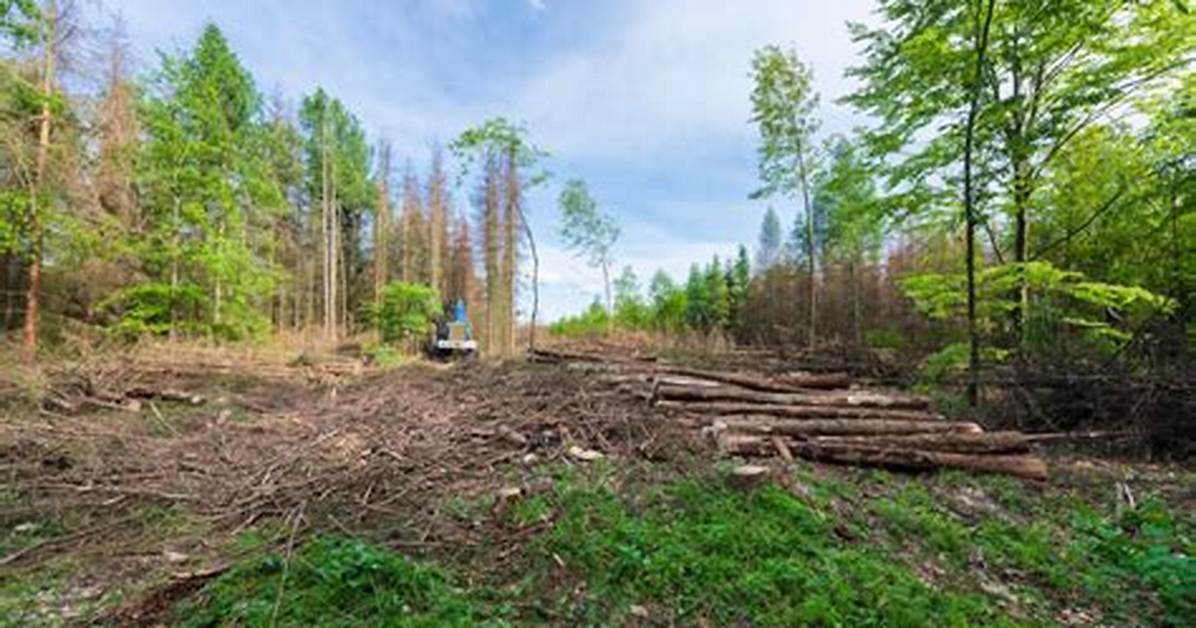 On a Forest Clearing?