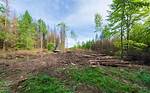 On a Forest Clearing?