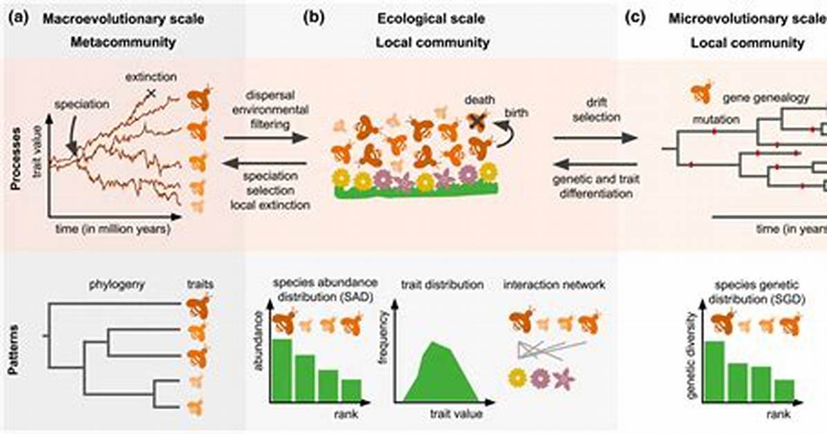 On a Macroevolutionary Scale?