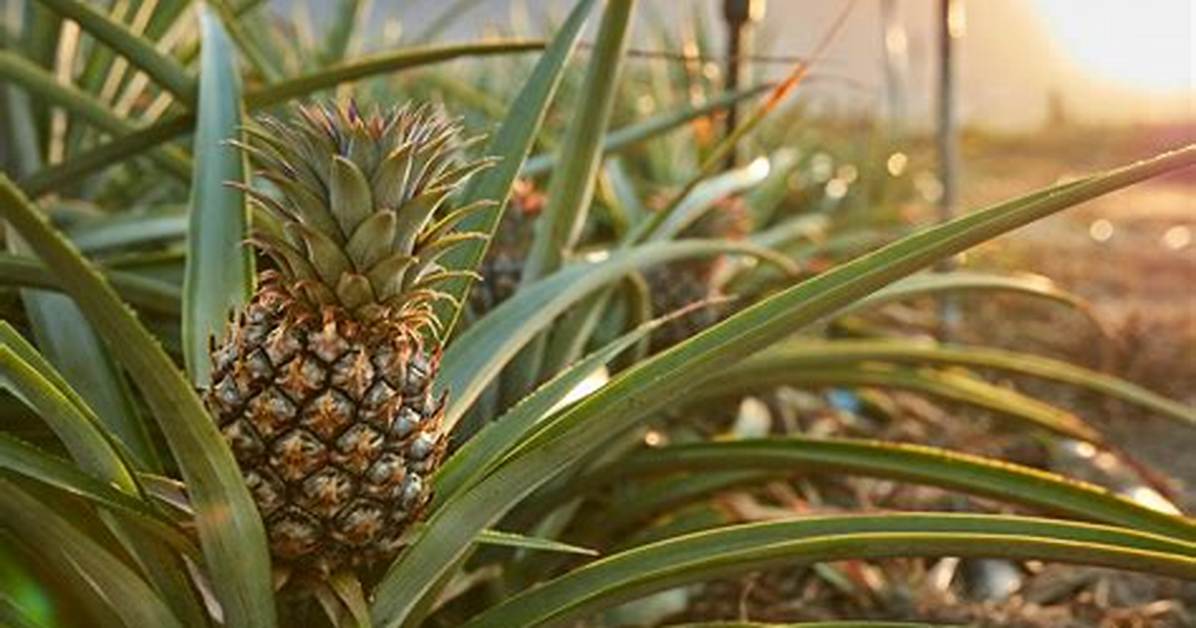 On a Pineapple Tree?