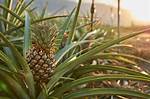 On a Pineapple Tree?
