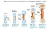 On Endochondral Bone Formation?