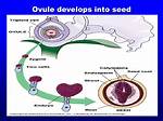 On Maturation Ovule Develops into It?