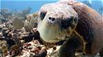 On the Loggerhead Meaning?