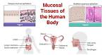 On the Mucosal Surface?