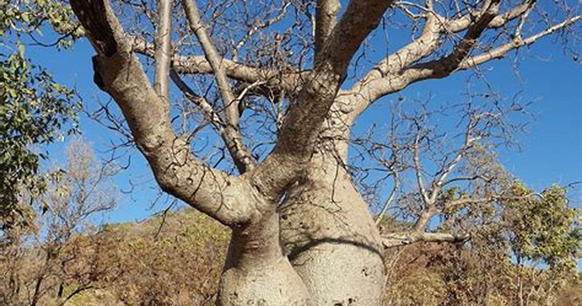 On the Upside Down Tree?