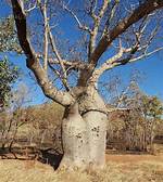On the Upside Down Tree?