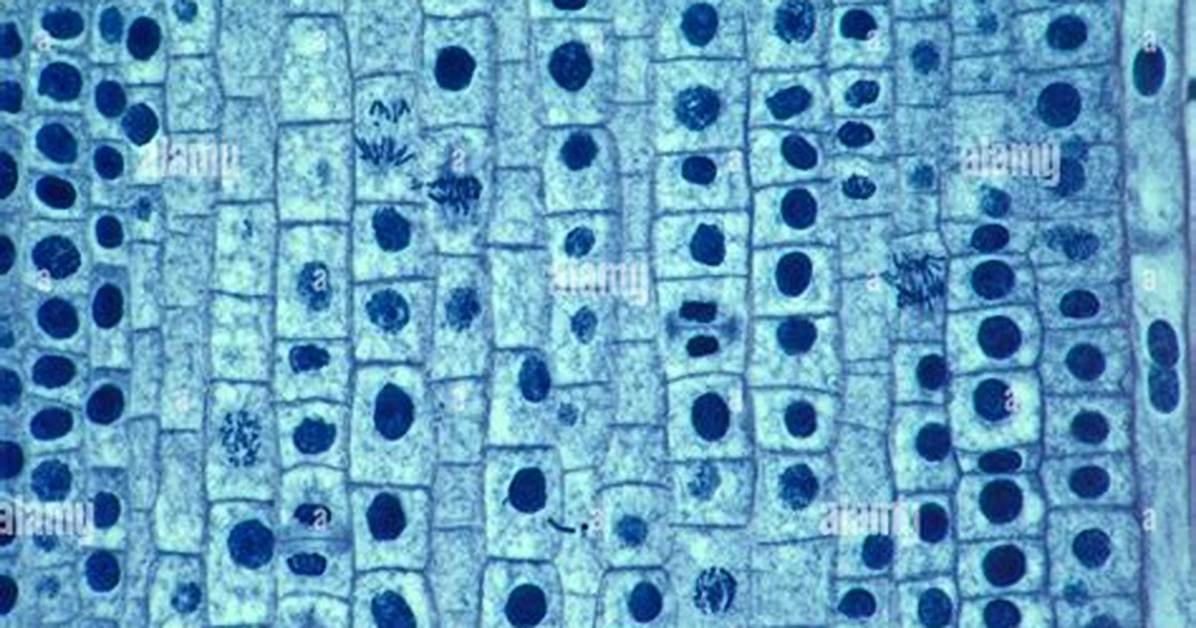 Onion Root Tip