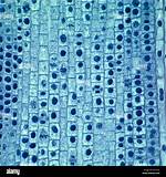 Onion Root Tip