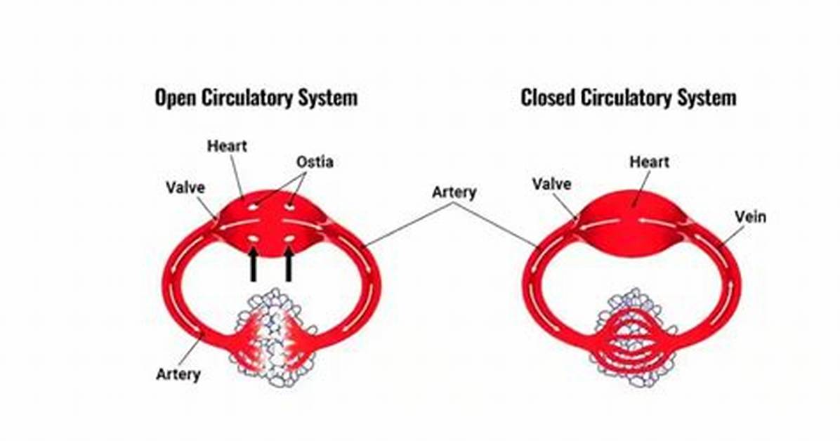 Open Circulatory System