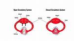 Open Circulatory System