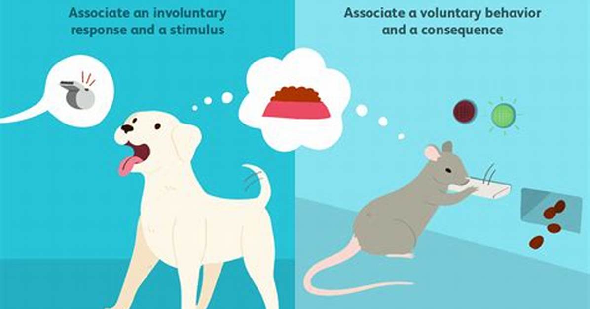 Operant vs Classical Conditioning