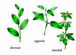 Opposite Leaves