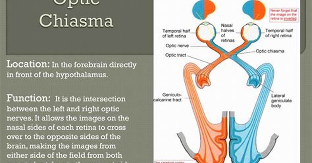 Optic Chiasm Function