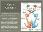 Optic Chiasm Function
