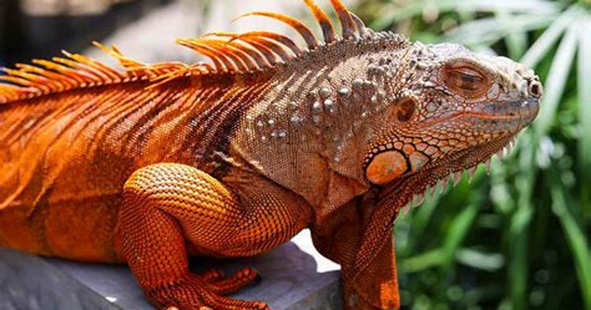 Orange Iguana