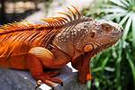 Orange Iguana