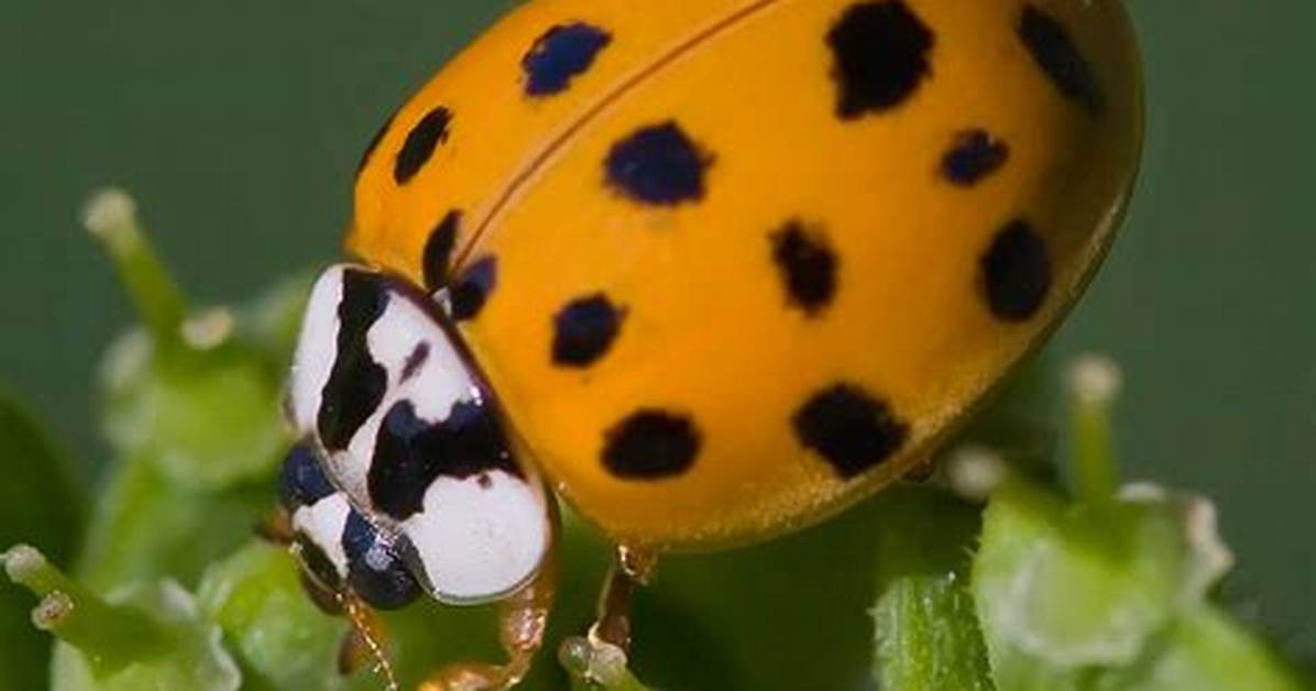 Orange Ladybug Bite