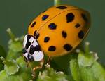 Orange Ladybug Bite