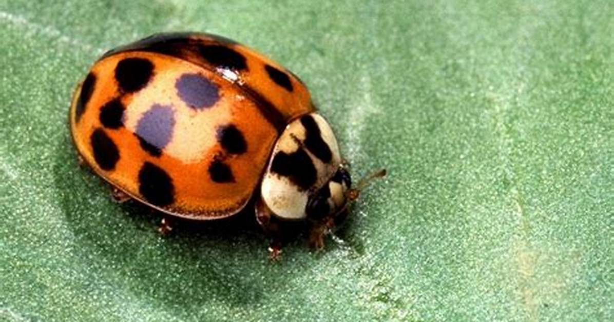Orange Ladybugs Bite