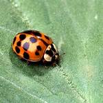 Orange Ladybugs Bite