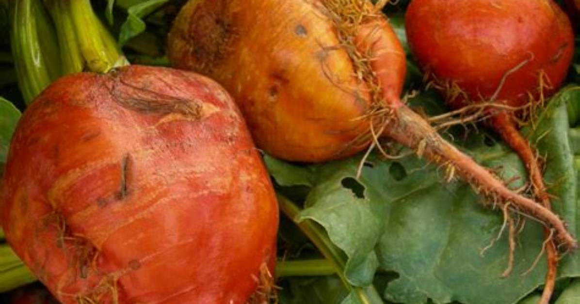 Orange Root Vegetable