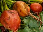 Orange Root Vegetable