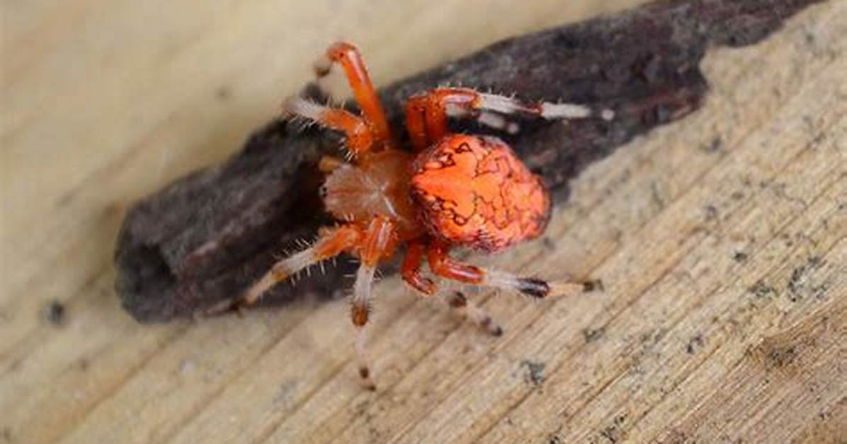 Orange Spider