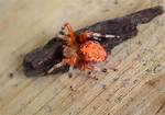 Orange Spider