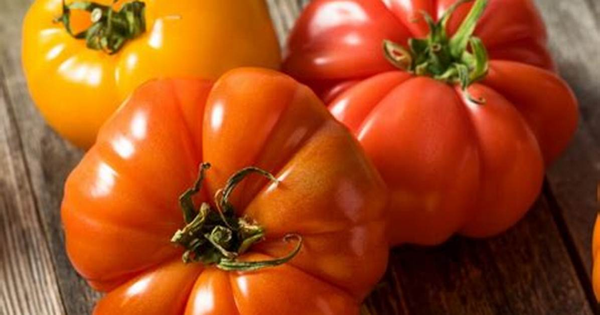 Orange Tomatoes