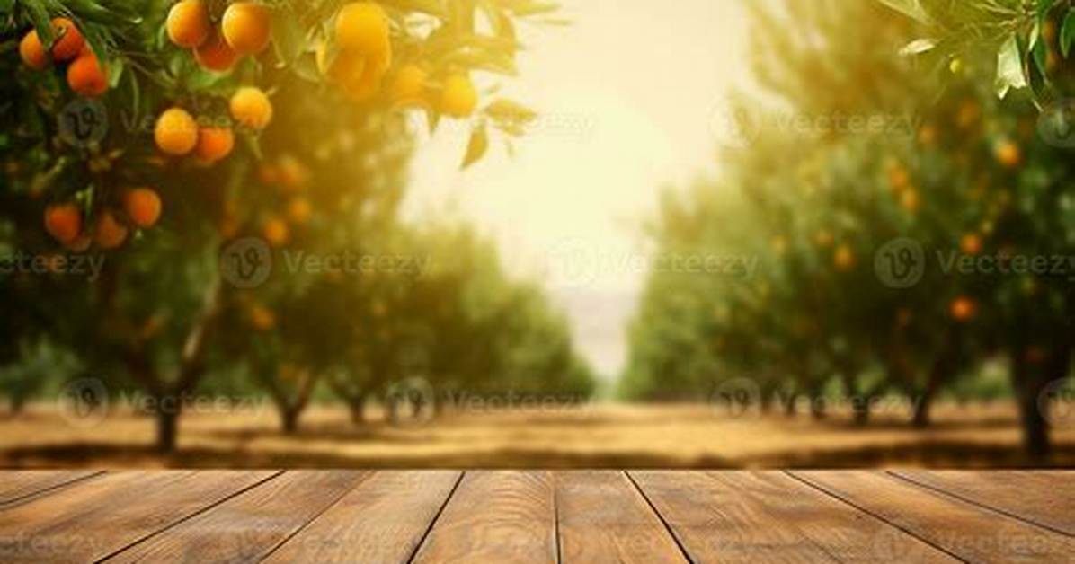 Orange Tree Background Check