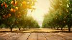 Orange Tree Background Check