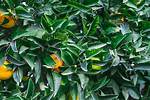Orange Tree Leaves