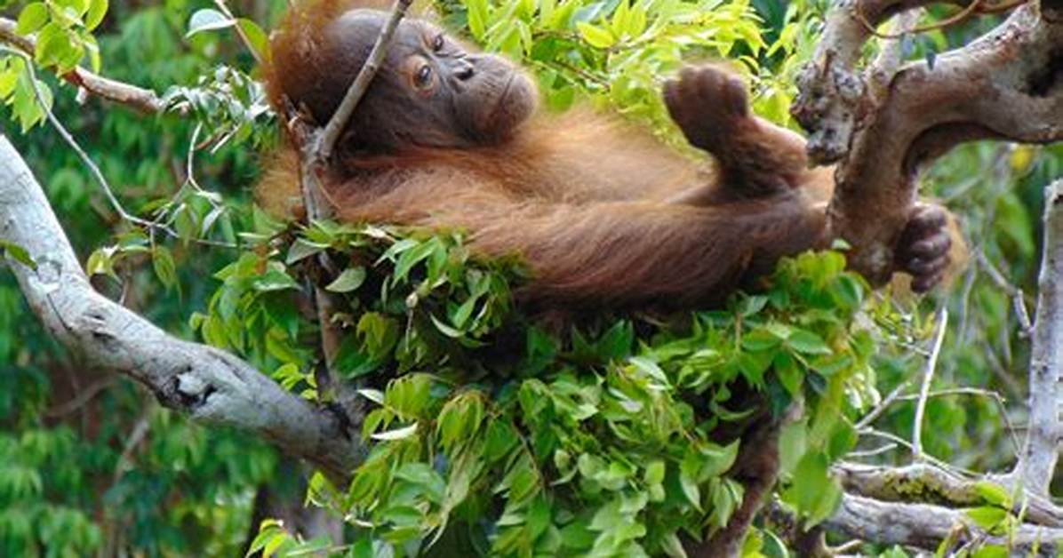 Orangutan for Example