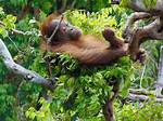 Orangutan for Example