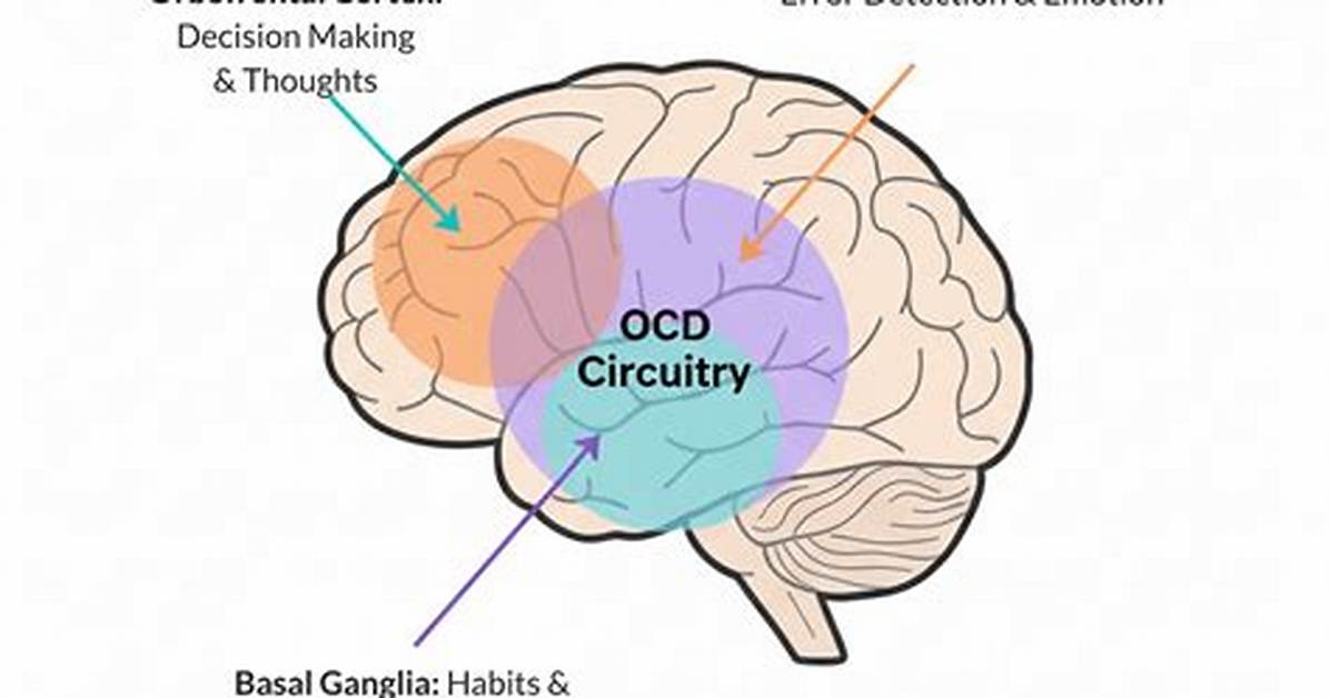 Orbitofrontal Cortex Function