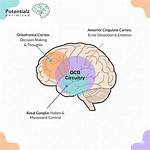 Orbitofrontal Cortex Function