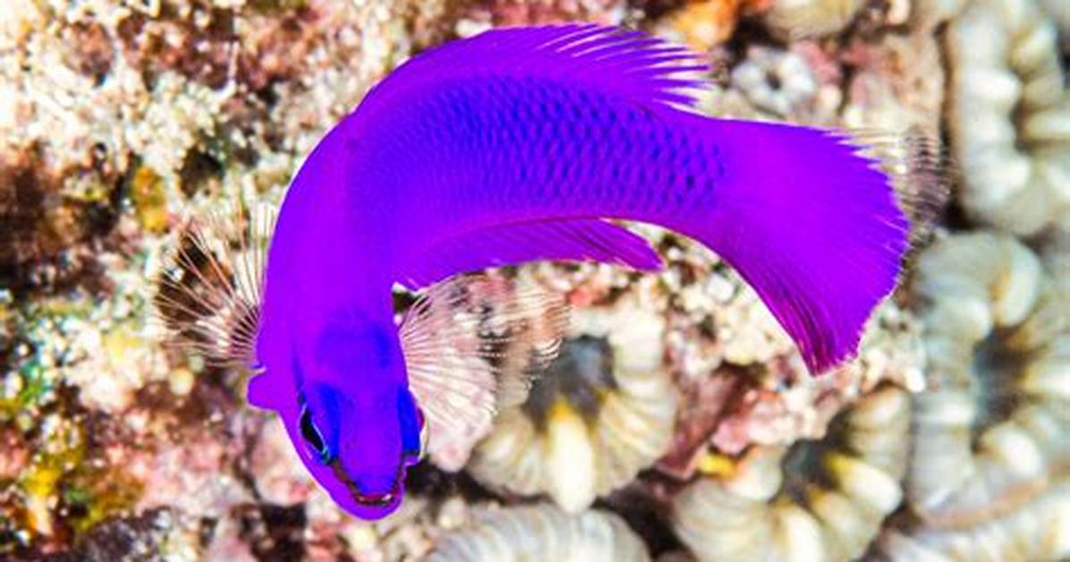 Orchid Dottyback