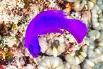 Orchid Dottyback